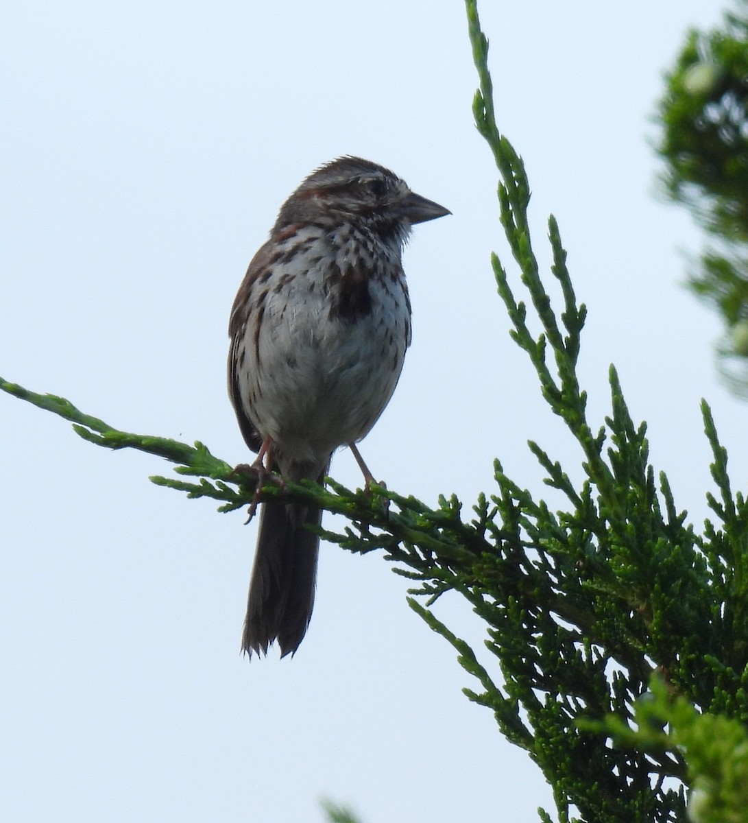 Song Sparrow - ML638616063