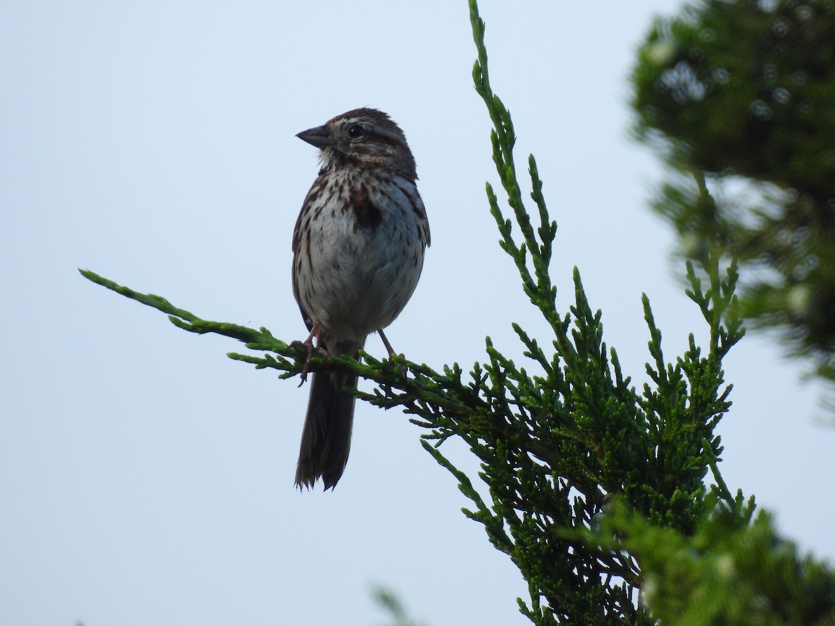Song Sparrow - ML638616083