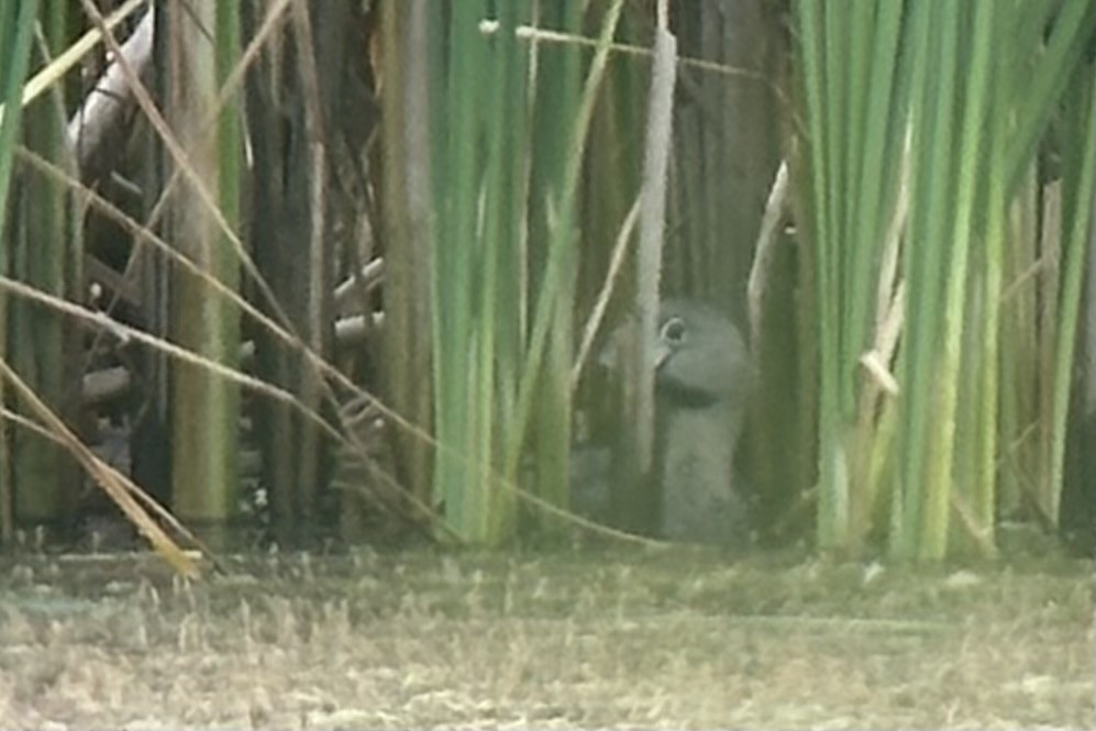 Pied-billed Grebe - ML638616113