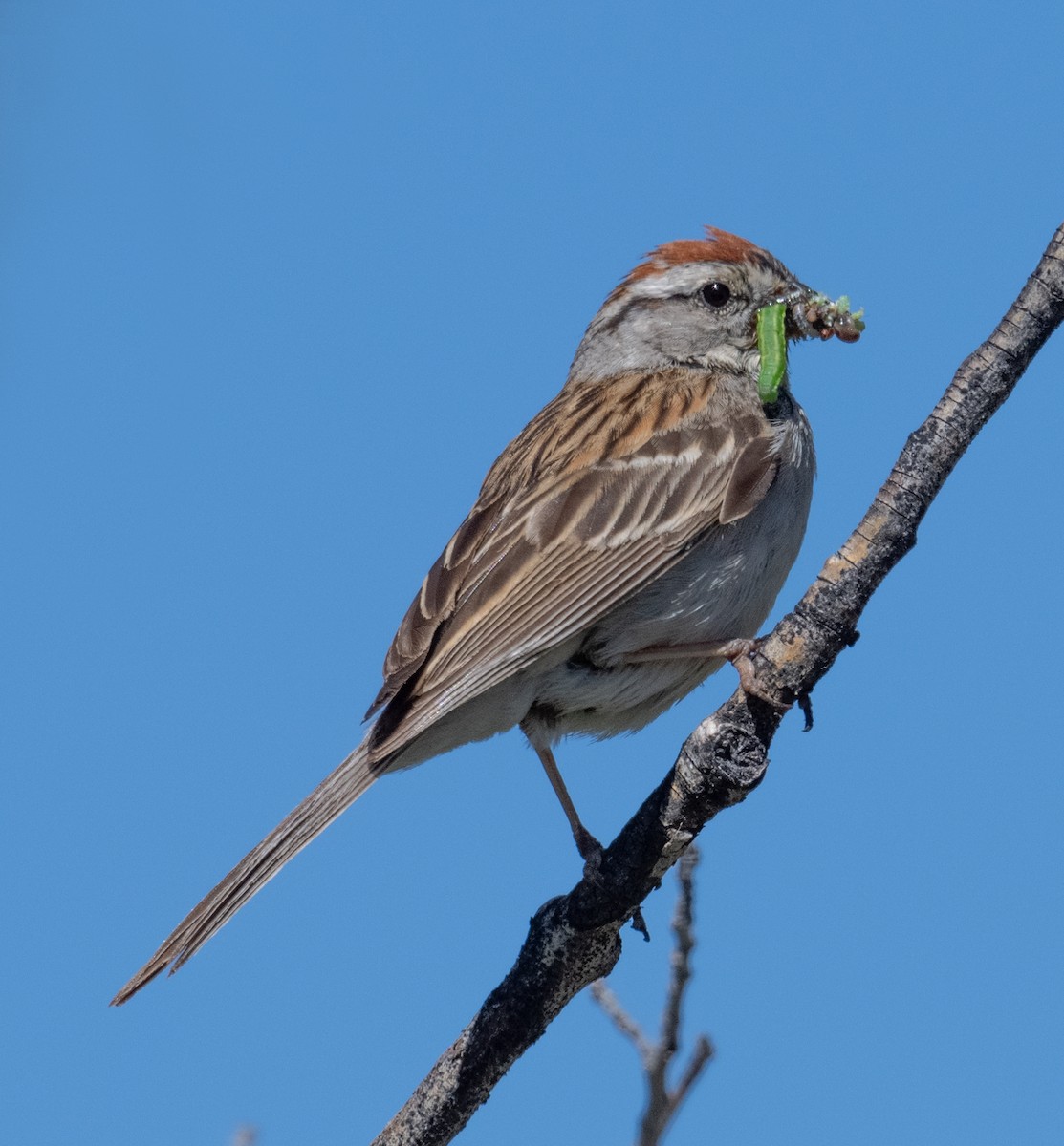 Chipping Sparrow - ML638616164