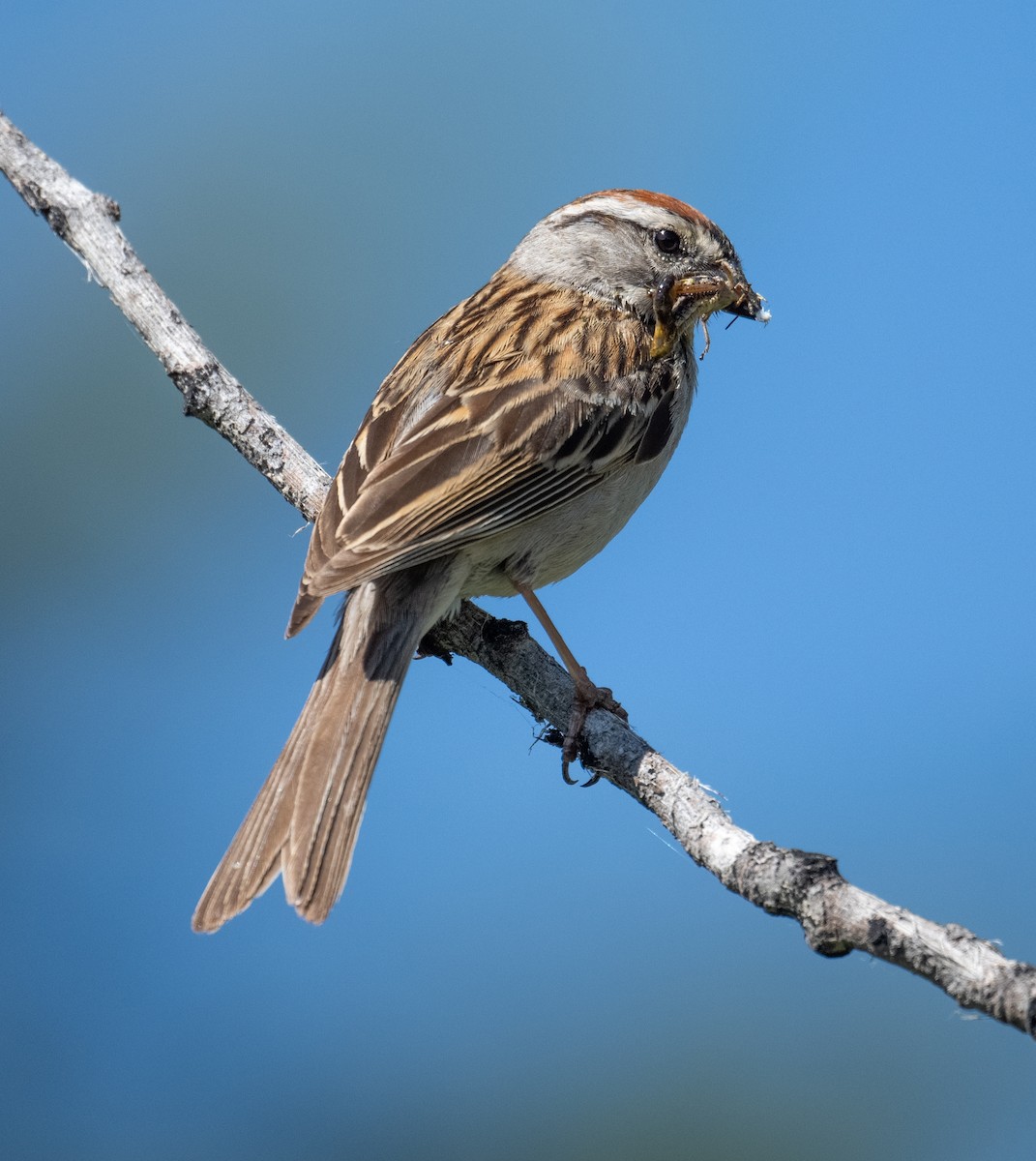 Chipping Sparrow - ML638616166