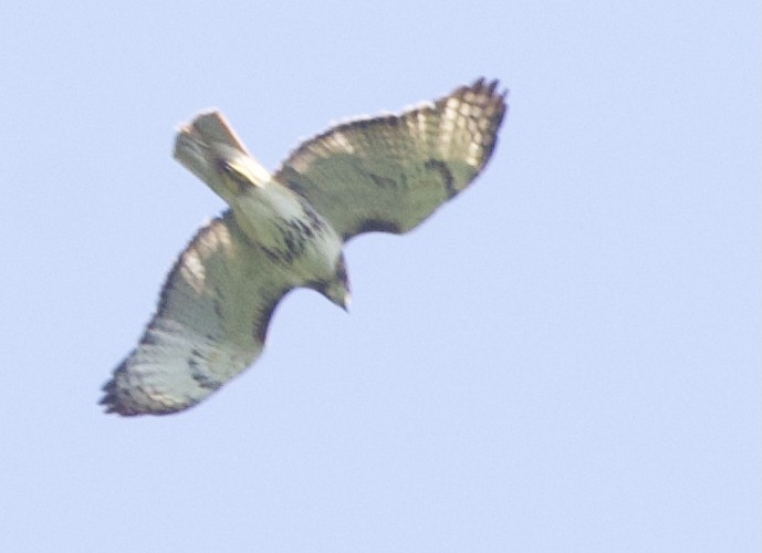 Red-tailed Hawk - ML638616267