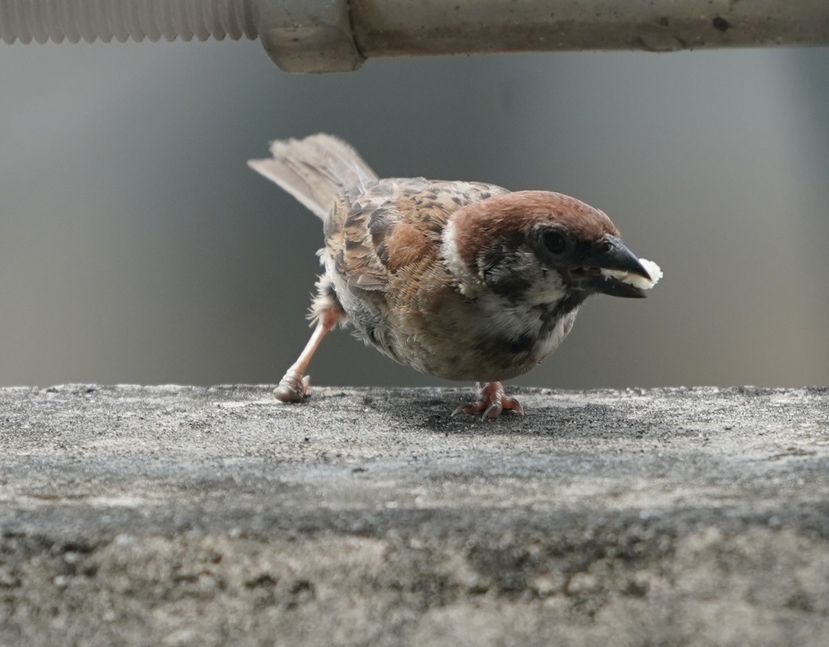 Eurasian Tree Sparrow - ML638616270