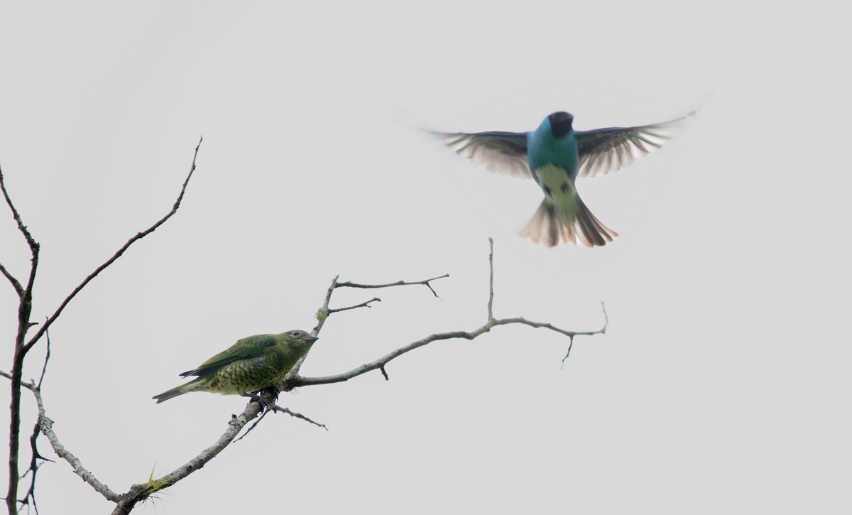 Swallow Tanager - ML638616301