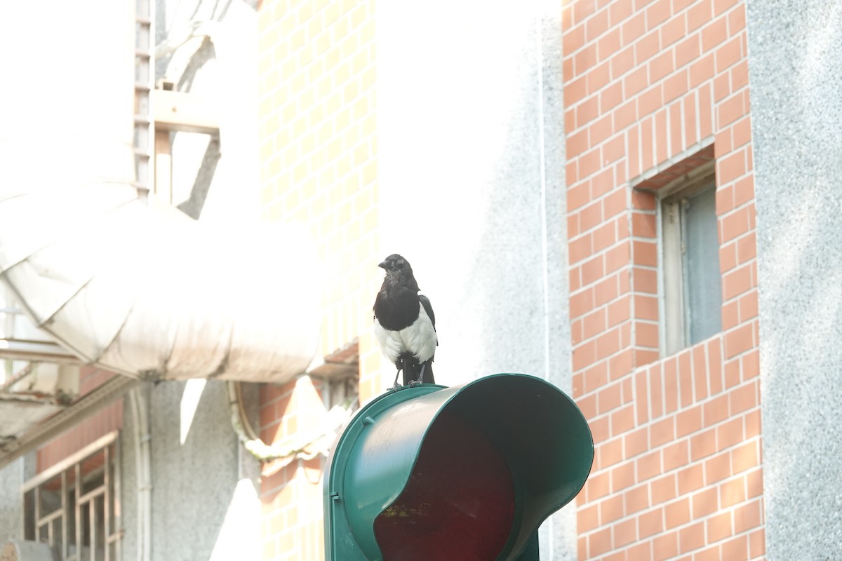 Oriental Magpie - ML638616313