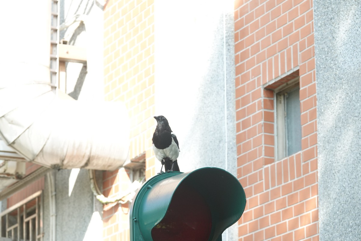 Oriental Magpie - ML638616314