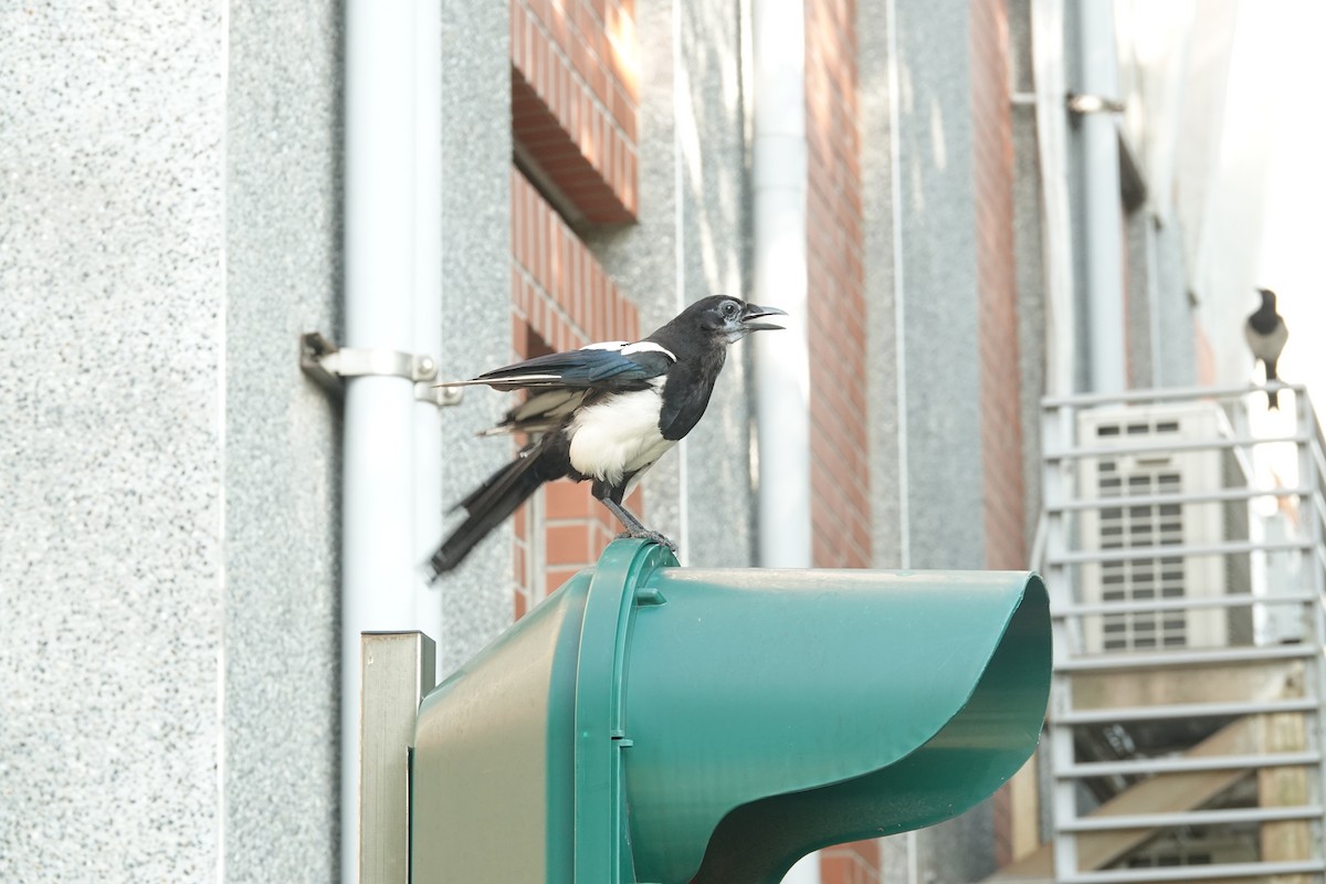 Oriental Magpie - ML638616317