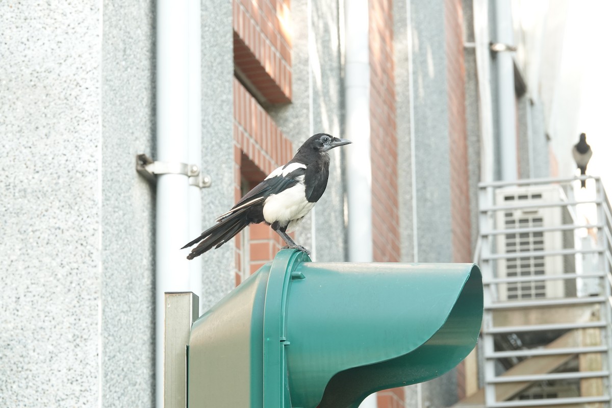 Oriental Magpie - ML638616318