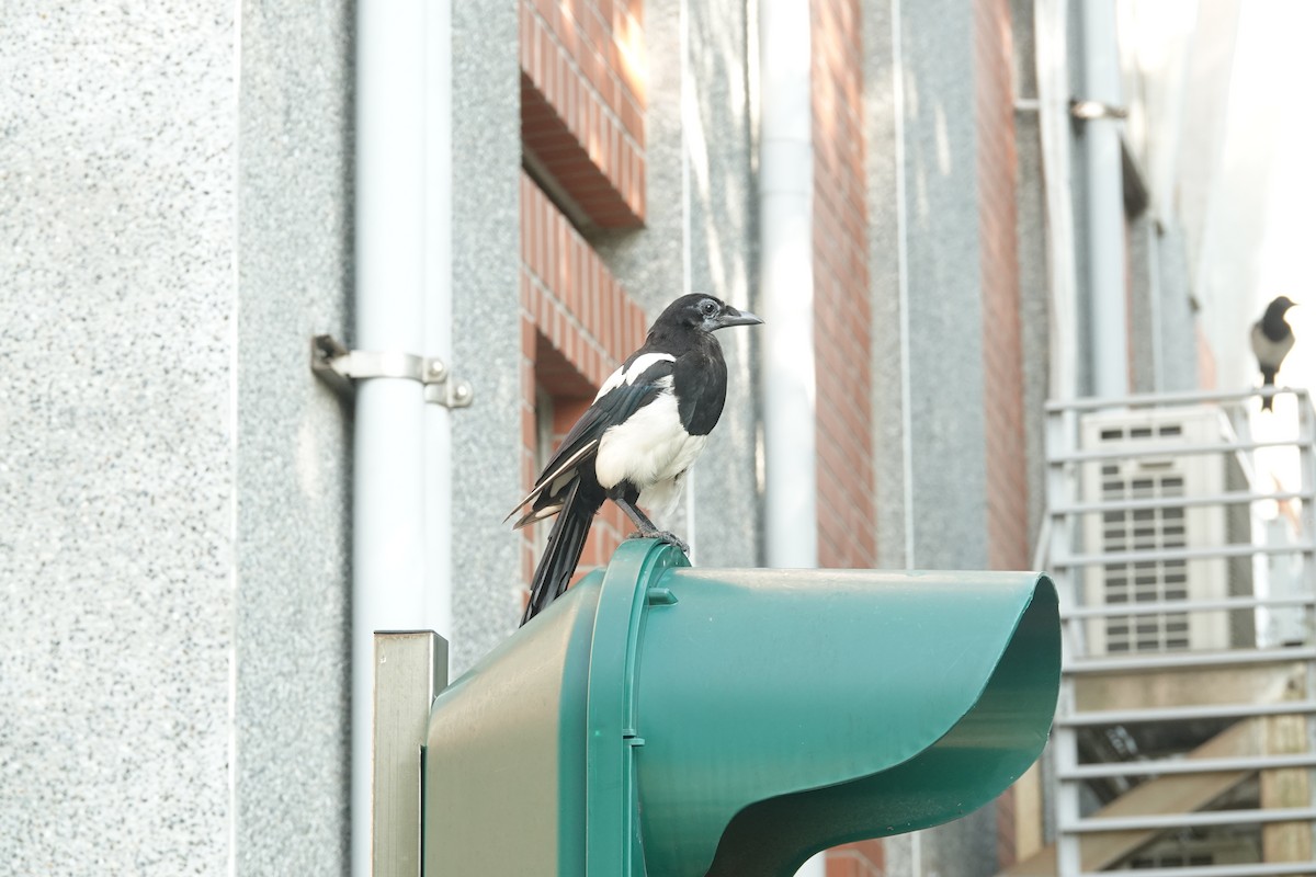 Oriental Magpie - ML638616320