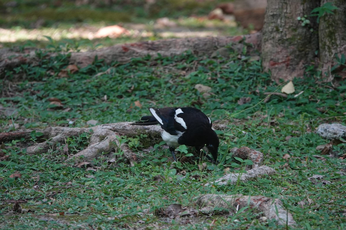 Oriental Magpie - ML638616321