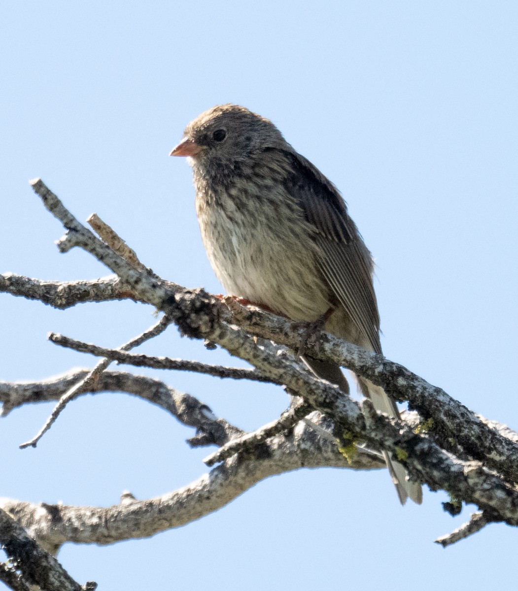Dark-eyed Junco - ML638616334