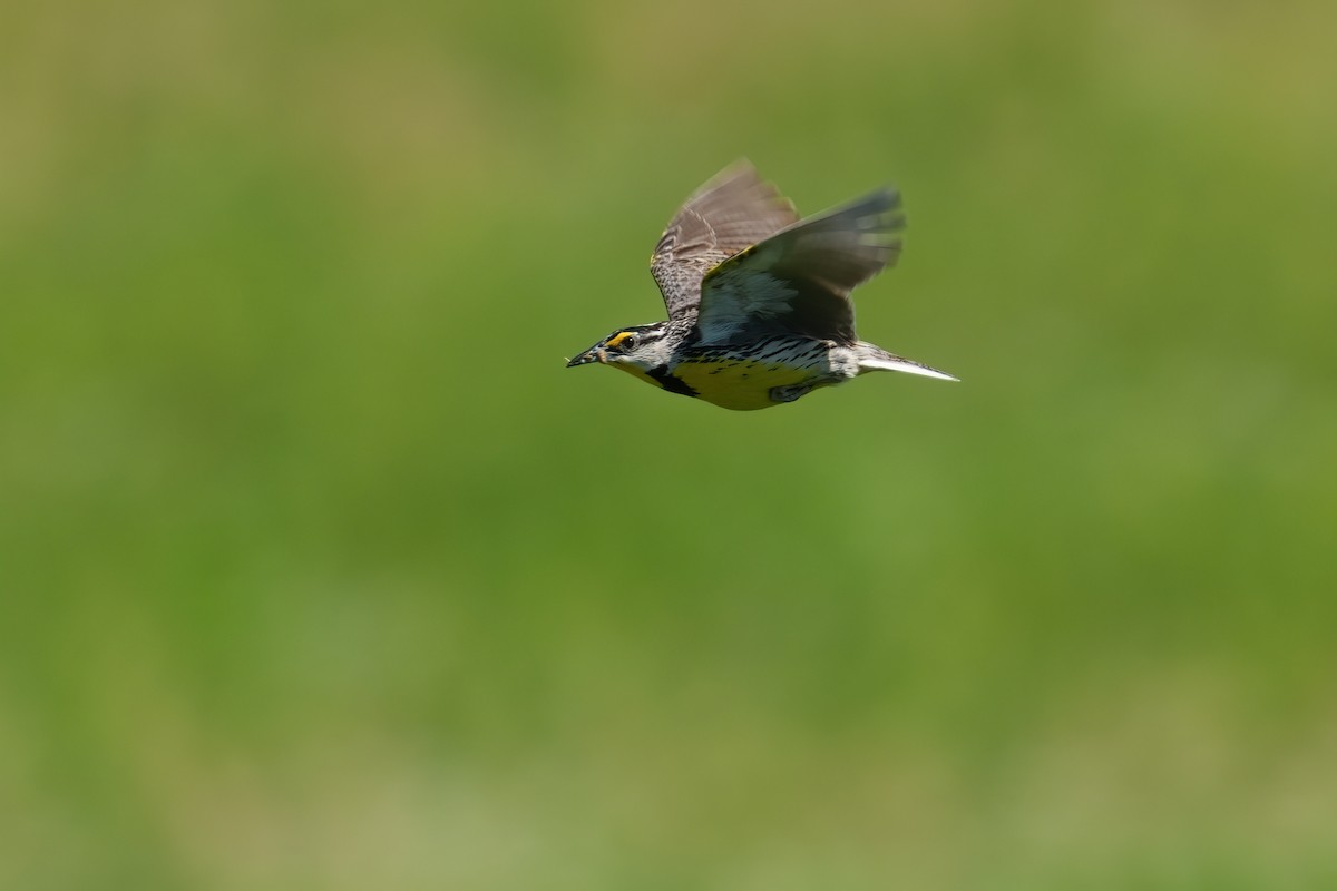 Eastern Meadowlark (Eastern) - ML638616339