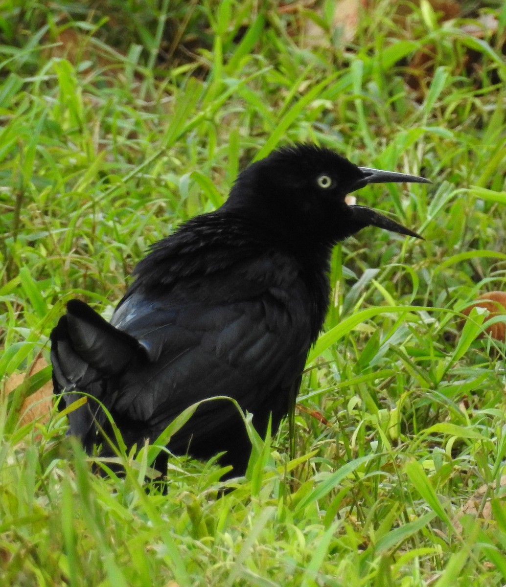 Greater Antillean Grackle - ML63861641
