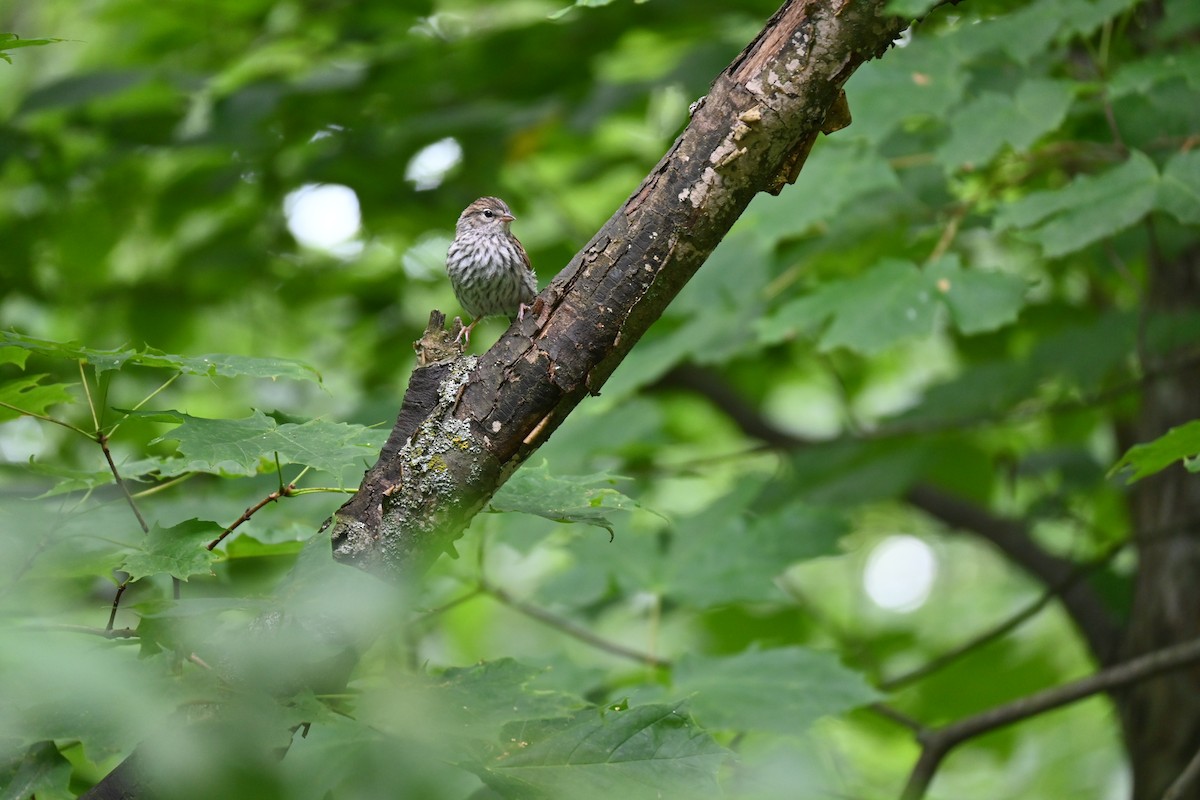 Chipping Sparrow - ML638616426