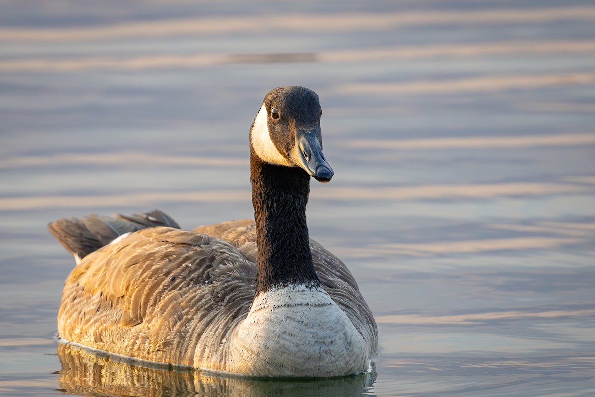 Canada Goose - ML638616477