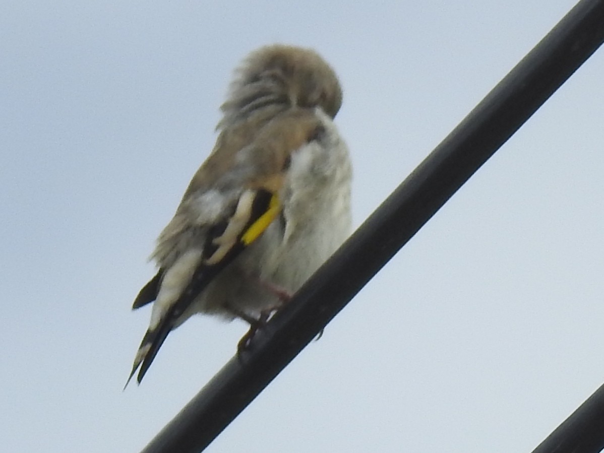 Gray-crowned Goldfinch - ML638616548