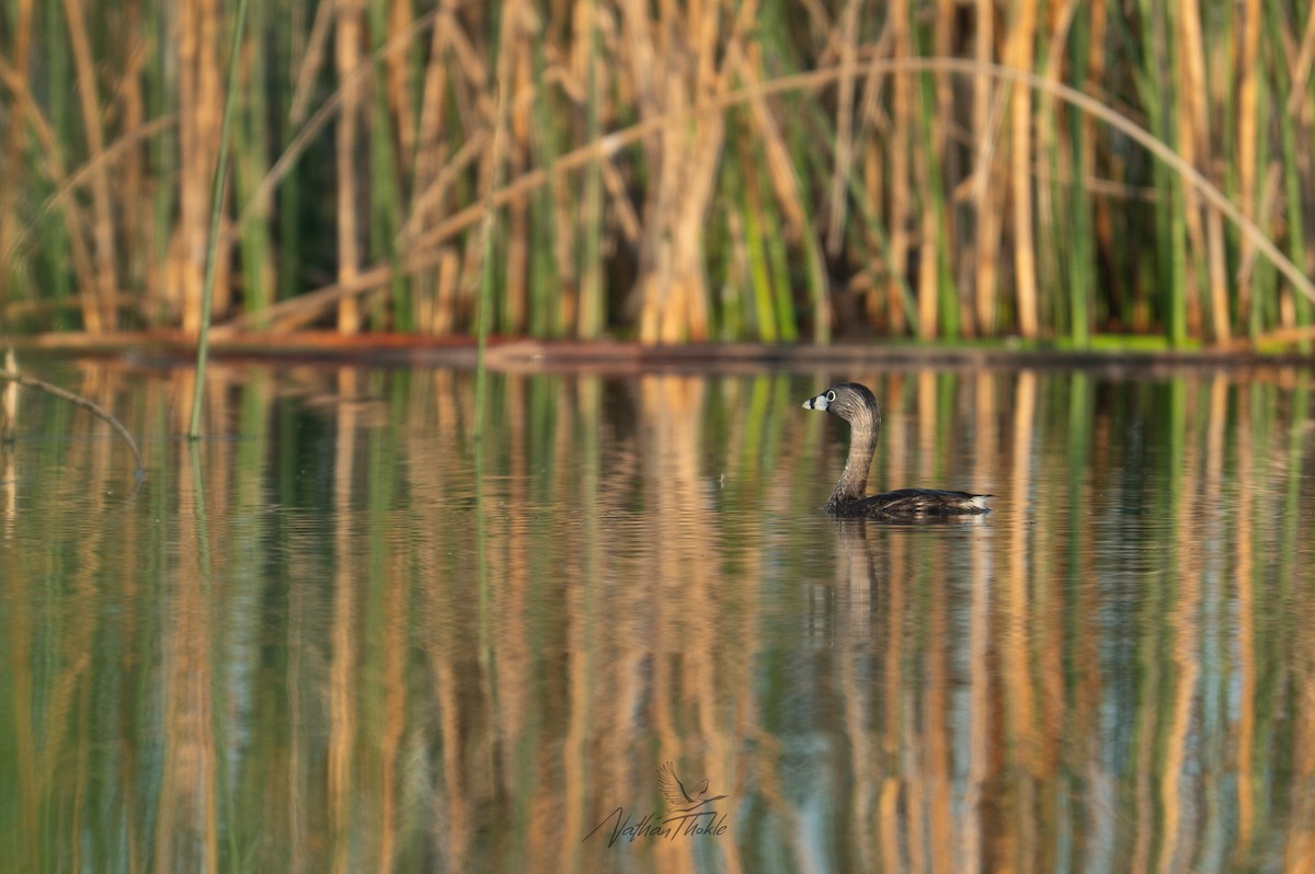 Pied-billed Grebe - ML638616585