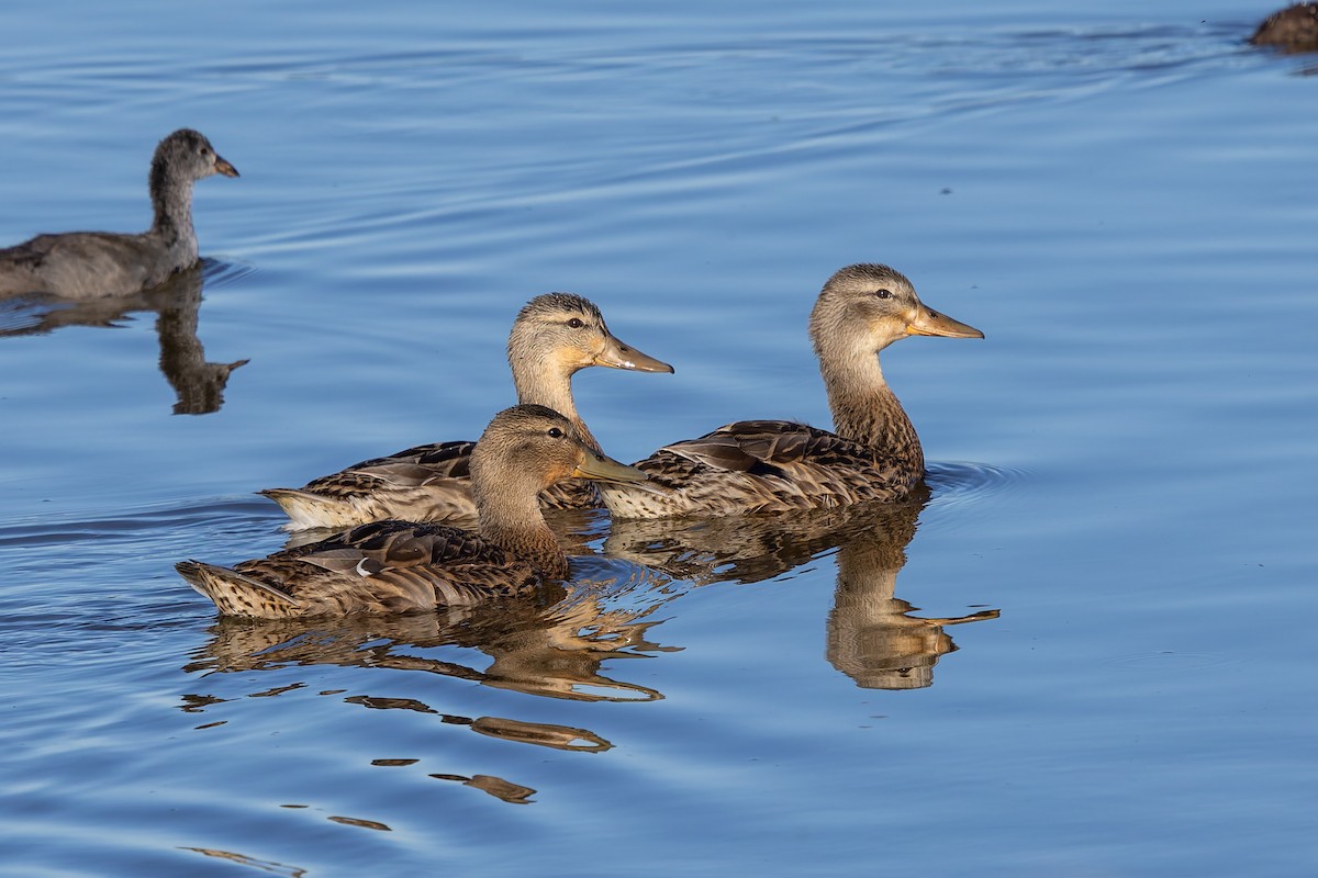 Mallard - ML638616606