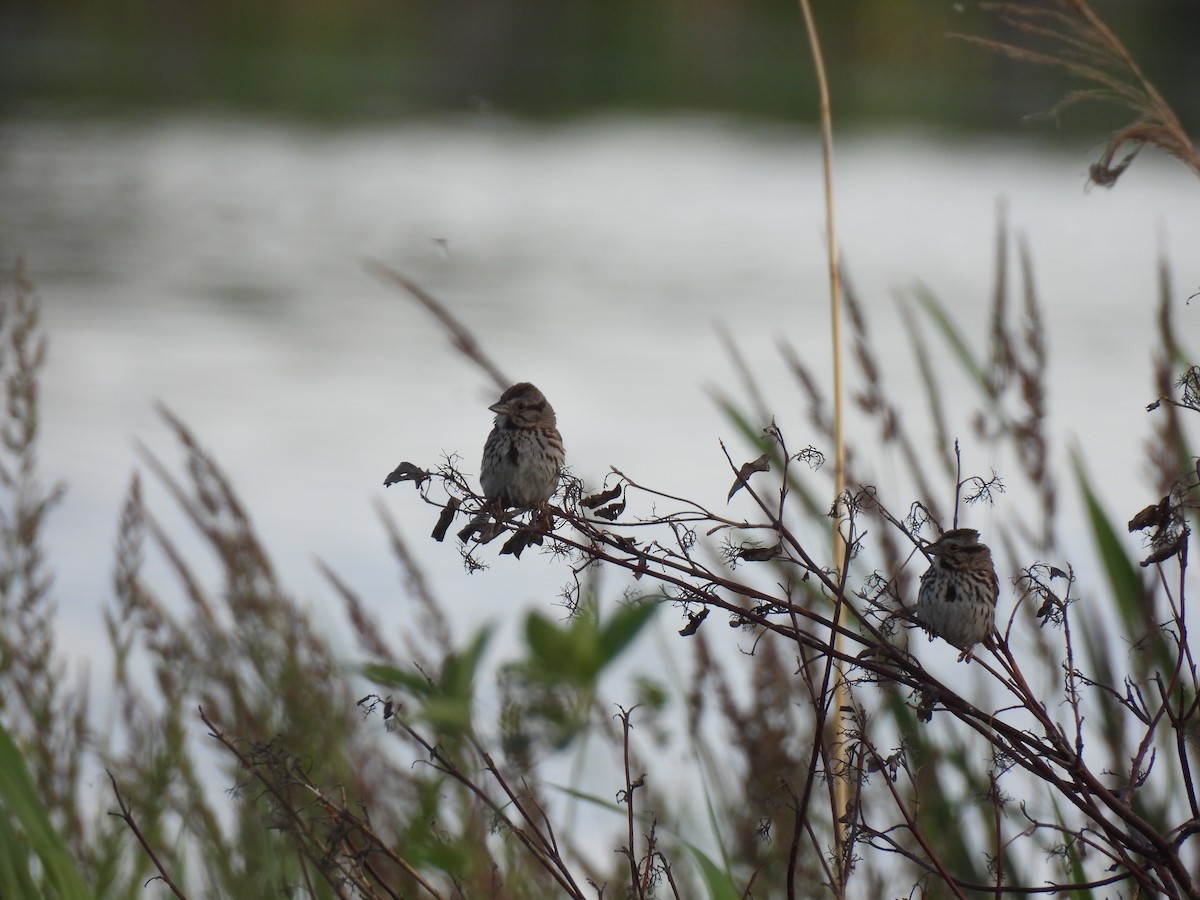Song Sparrow - ML638616607