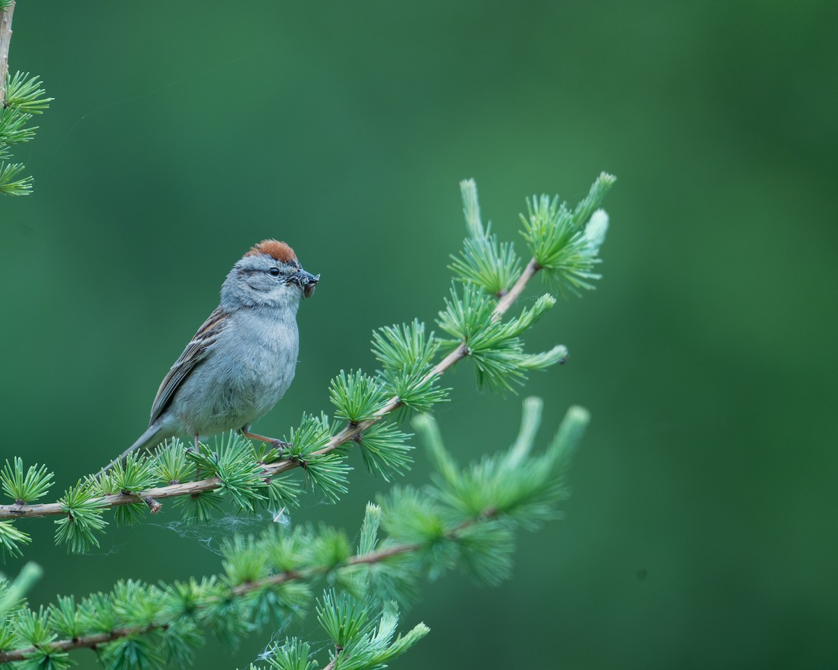 Chipping Sparrow - ML638616620