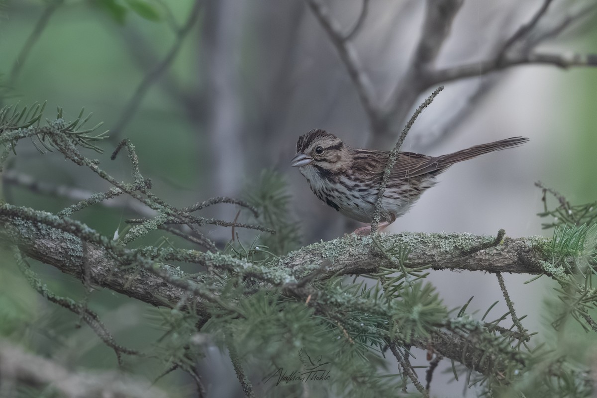 Song Sparrow - ML638616628