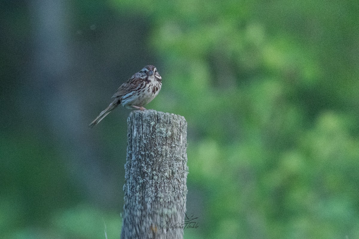 Song Sparrow - ML638616629