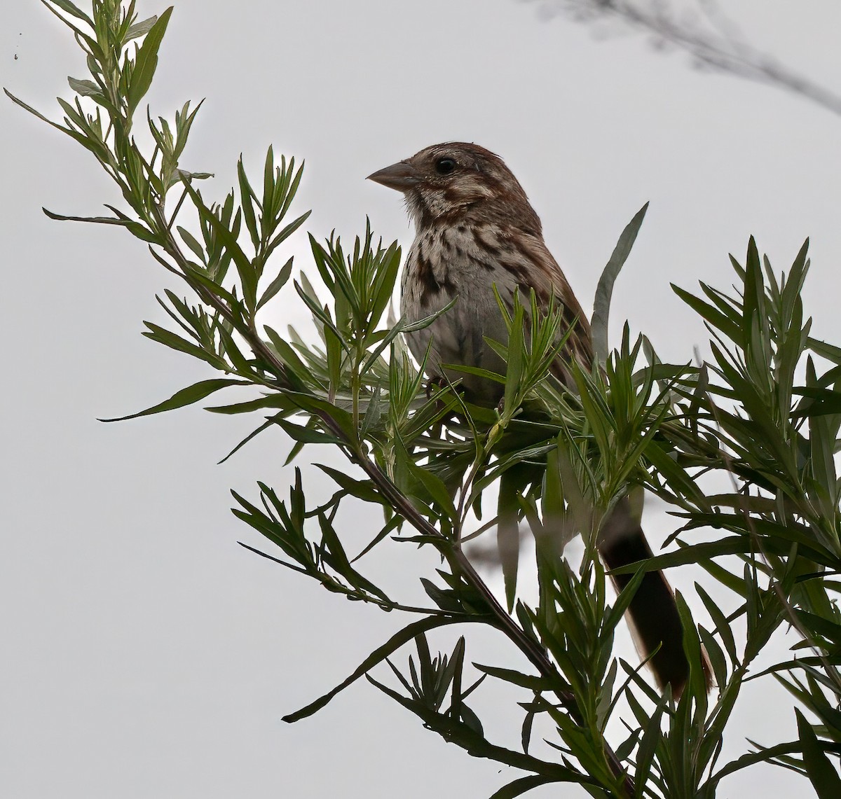 Song Sparrow - ML638616630