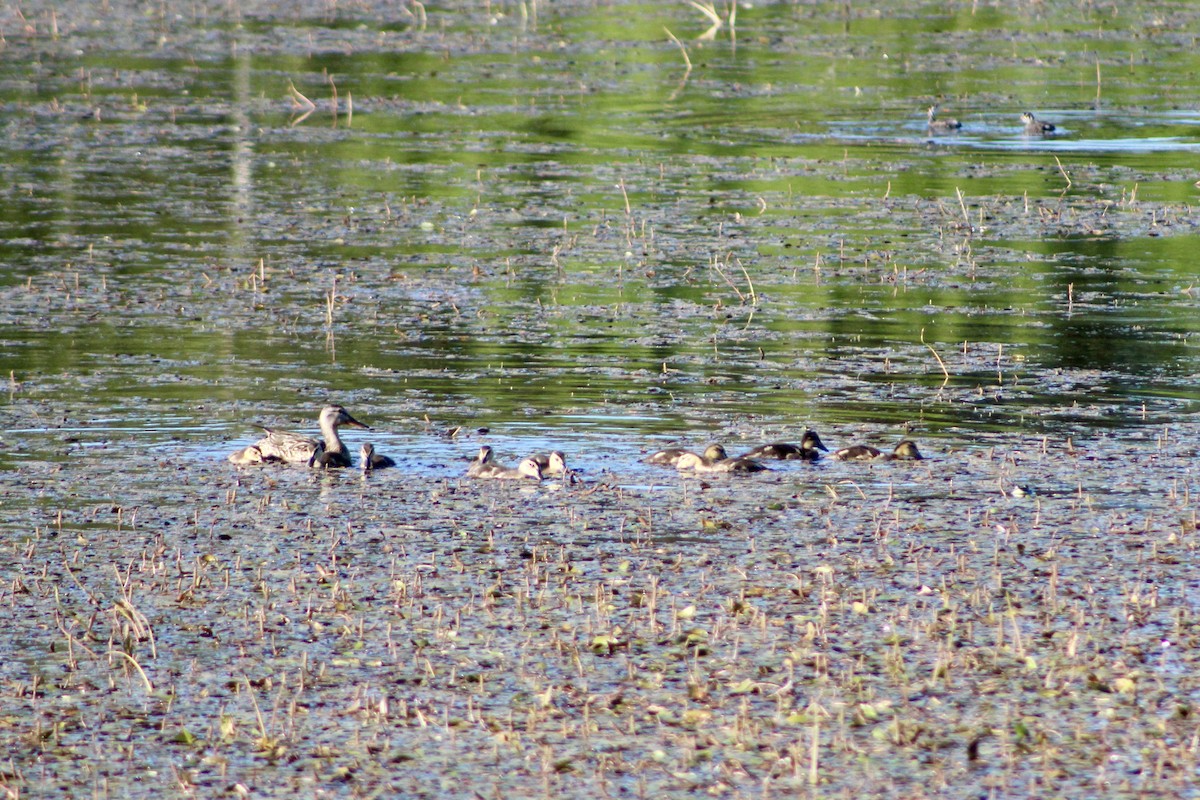 Mallard - ML638616647
