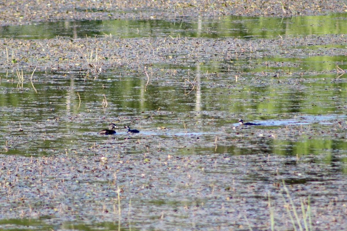 Pied-billed Grebe - ML638616655