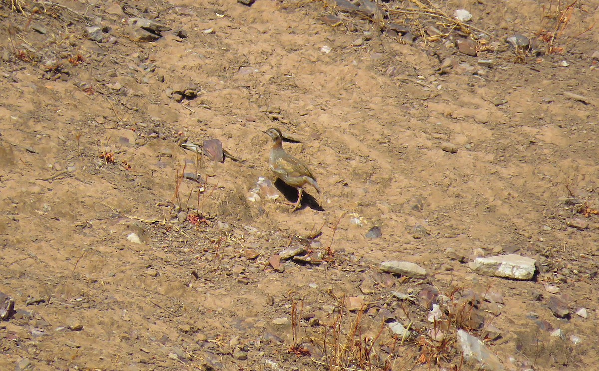 Barbary Partridge - ML638616682