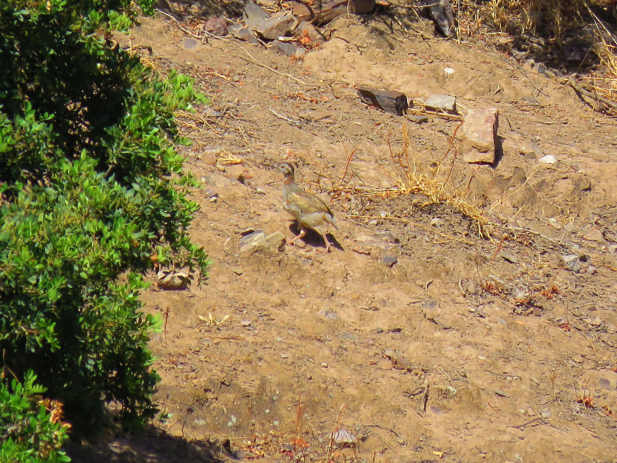 Barbary Partridge - ML638616683