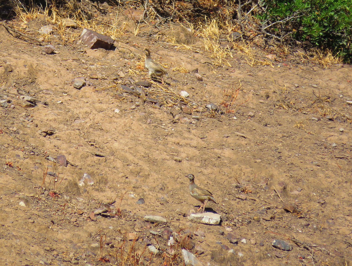 Barbary Partridge - ML638616685