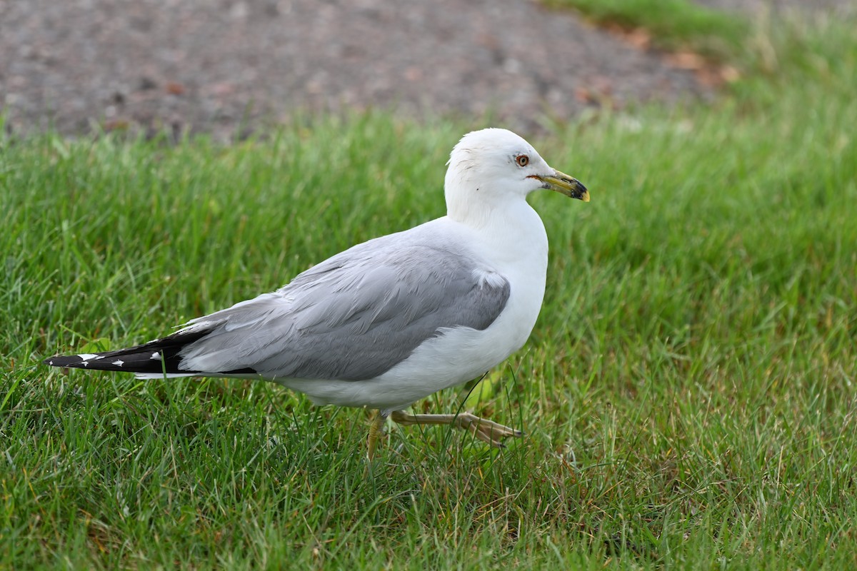 Ring-billed Gull - ML638616694