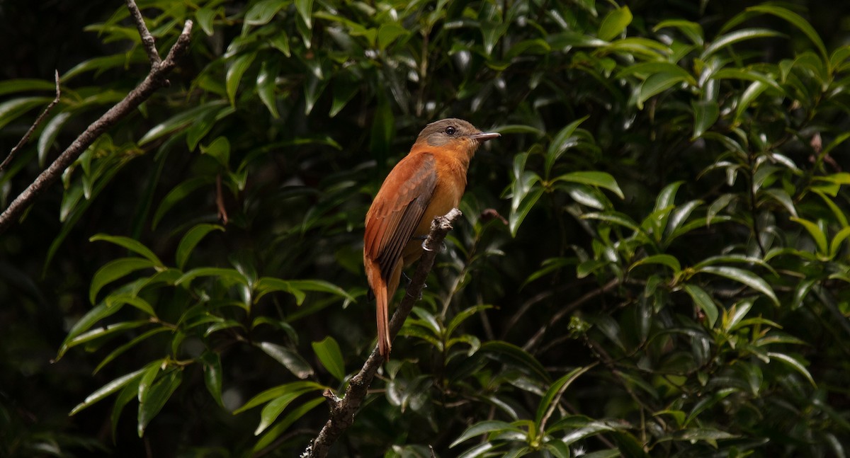Rufous-tailed Attila - ML638616695