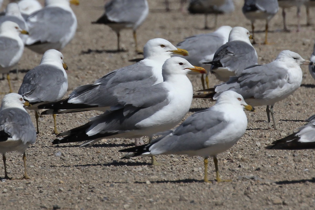 California Gull - ML638616697