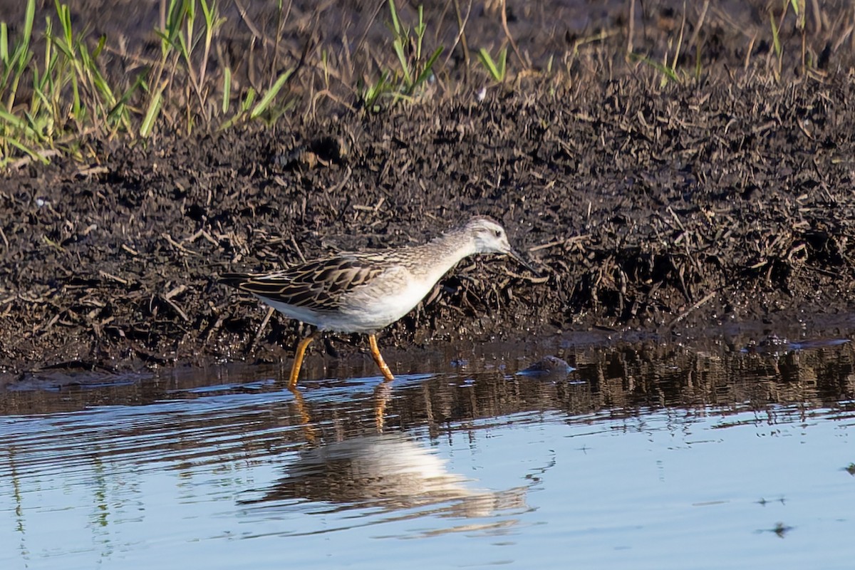 Wilson's Phalarope - ML638616700