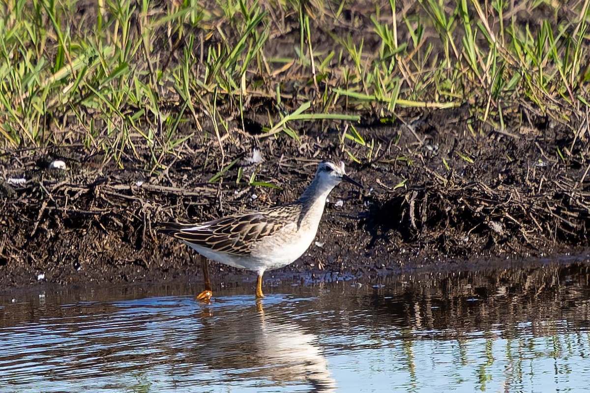 Wilson's Phalarope - ML638616701