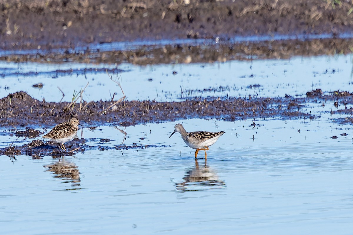 Wilson's Phalarope - ML638616702