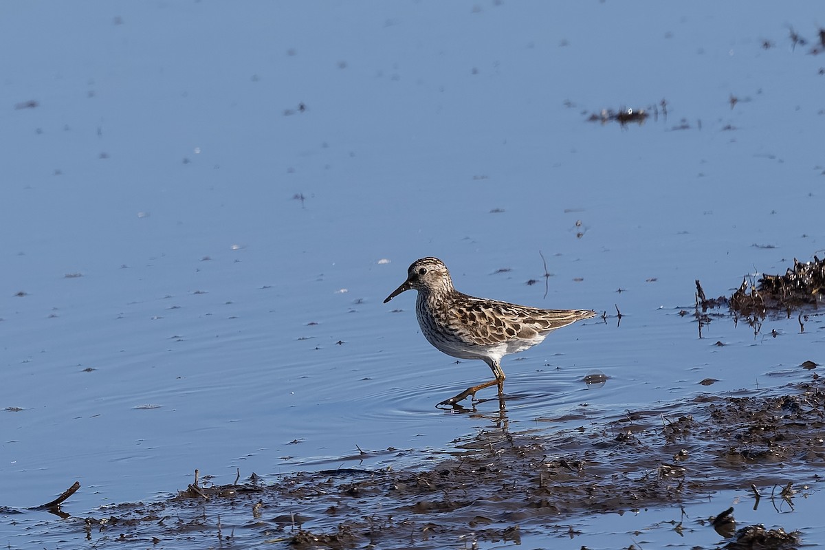 Least Sandpiper - ML638616732