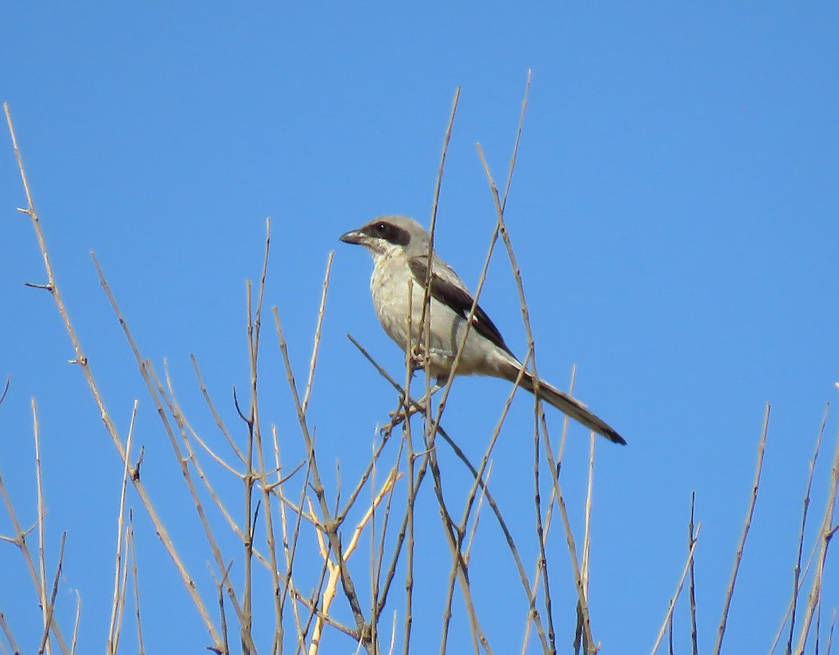 Great Gray Shrike (Sahara) - ML638616733