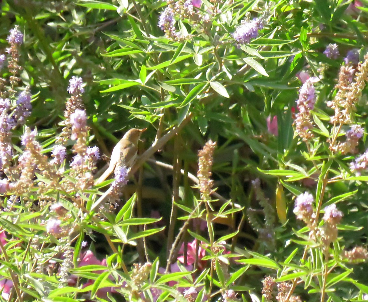 Western Olivaceous Warbler - ML638616759