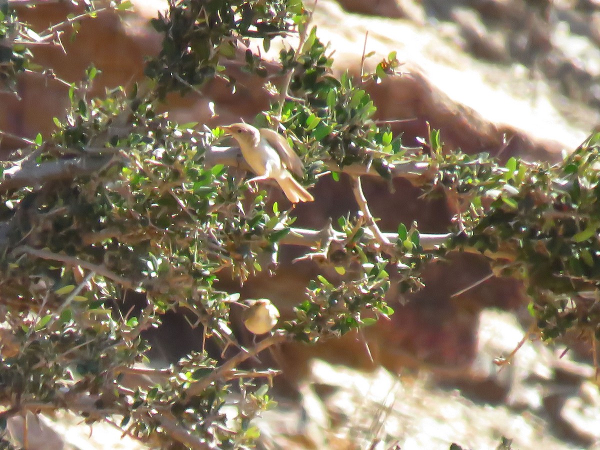 Western Olivaceous Warbler - ML638616762