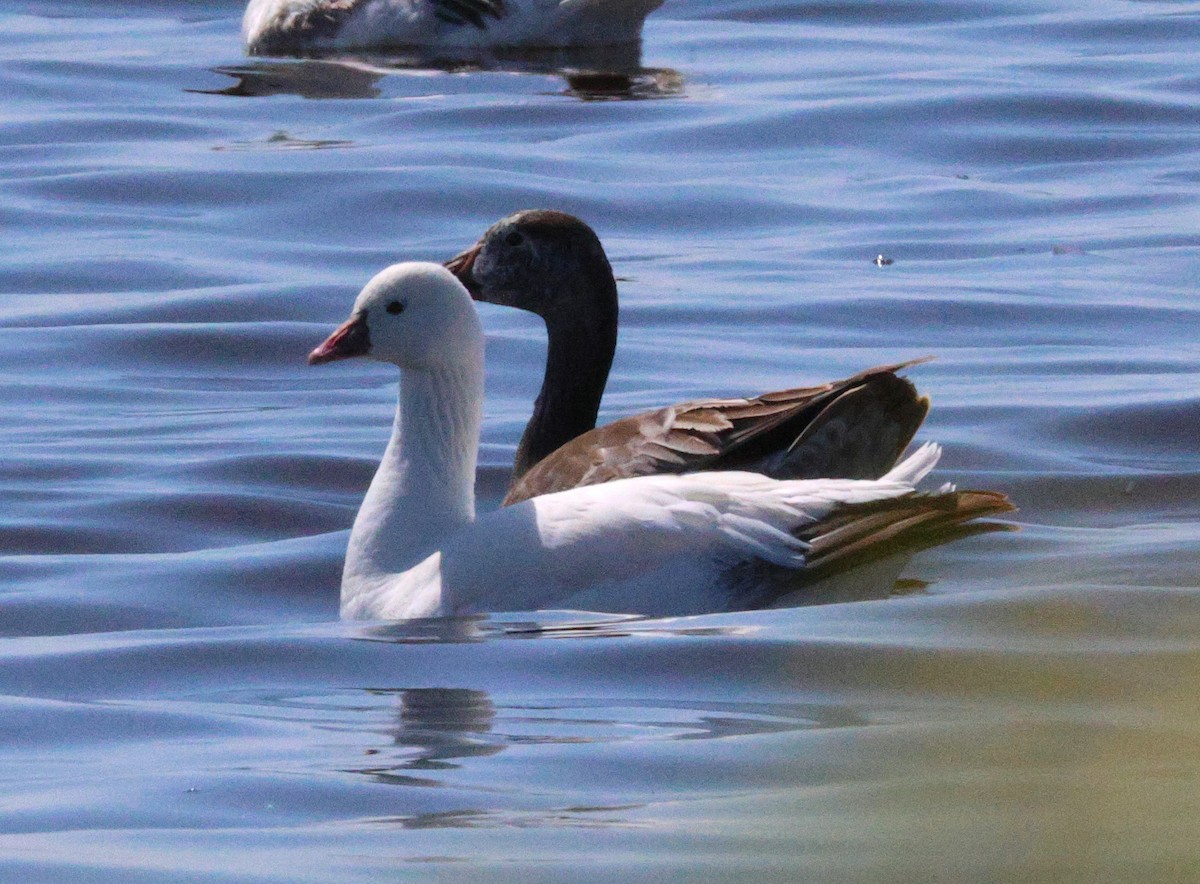 Snow/Ross's Goose - ML638616780