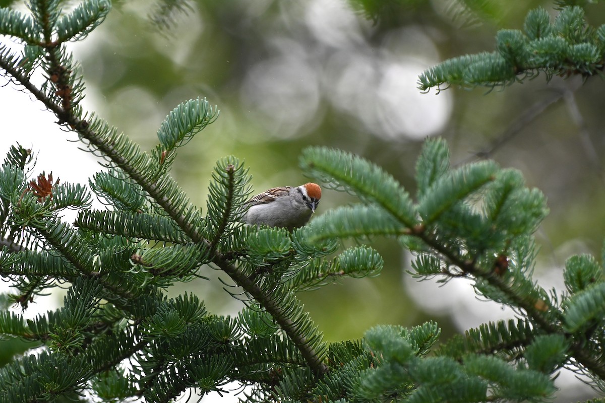 Chipping Sparrow - ML638616783