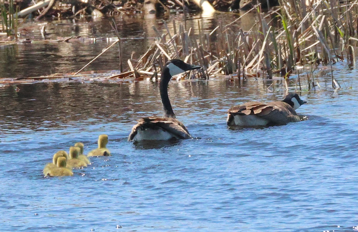 Canada Goose - ML638616786