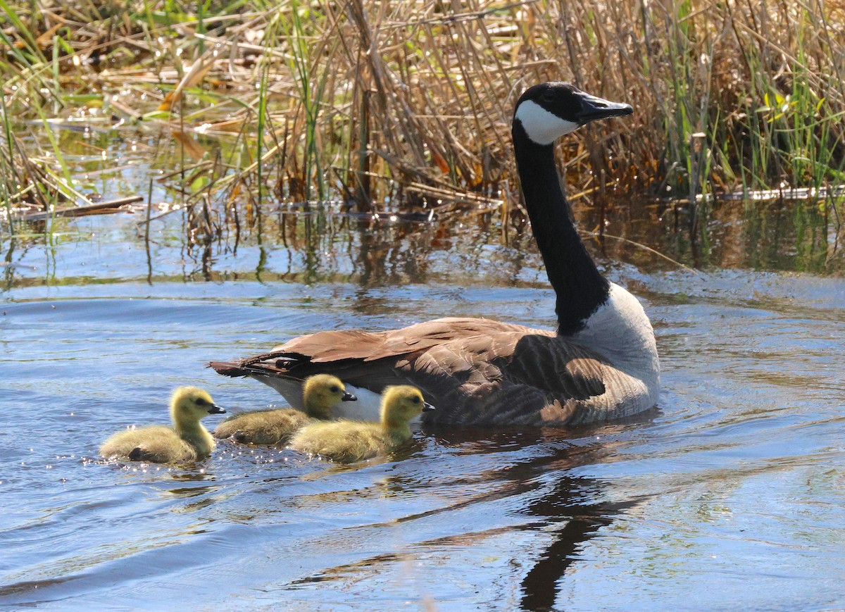 Canada Goose - ML638616787