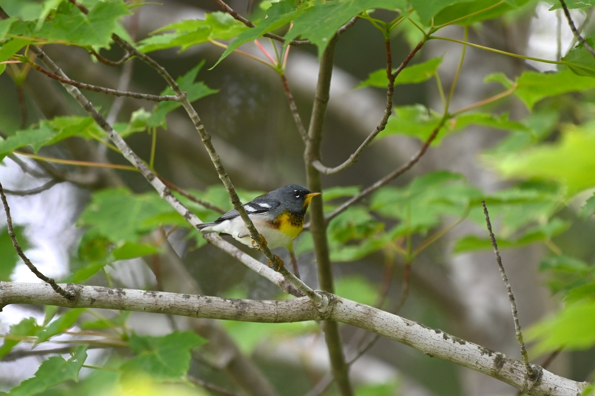 Northern Parula - ML638616789