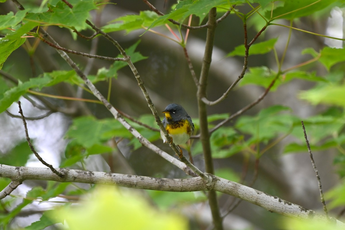 Northern Parula - ML638616791