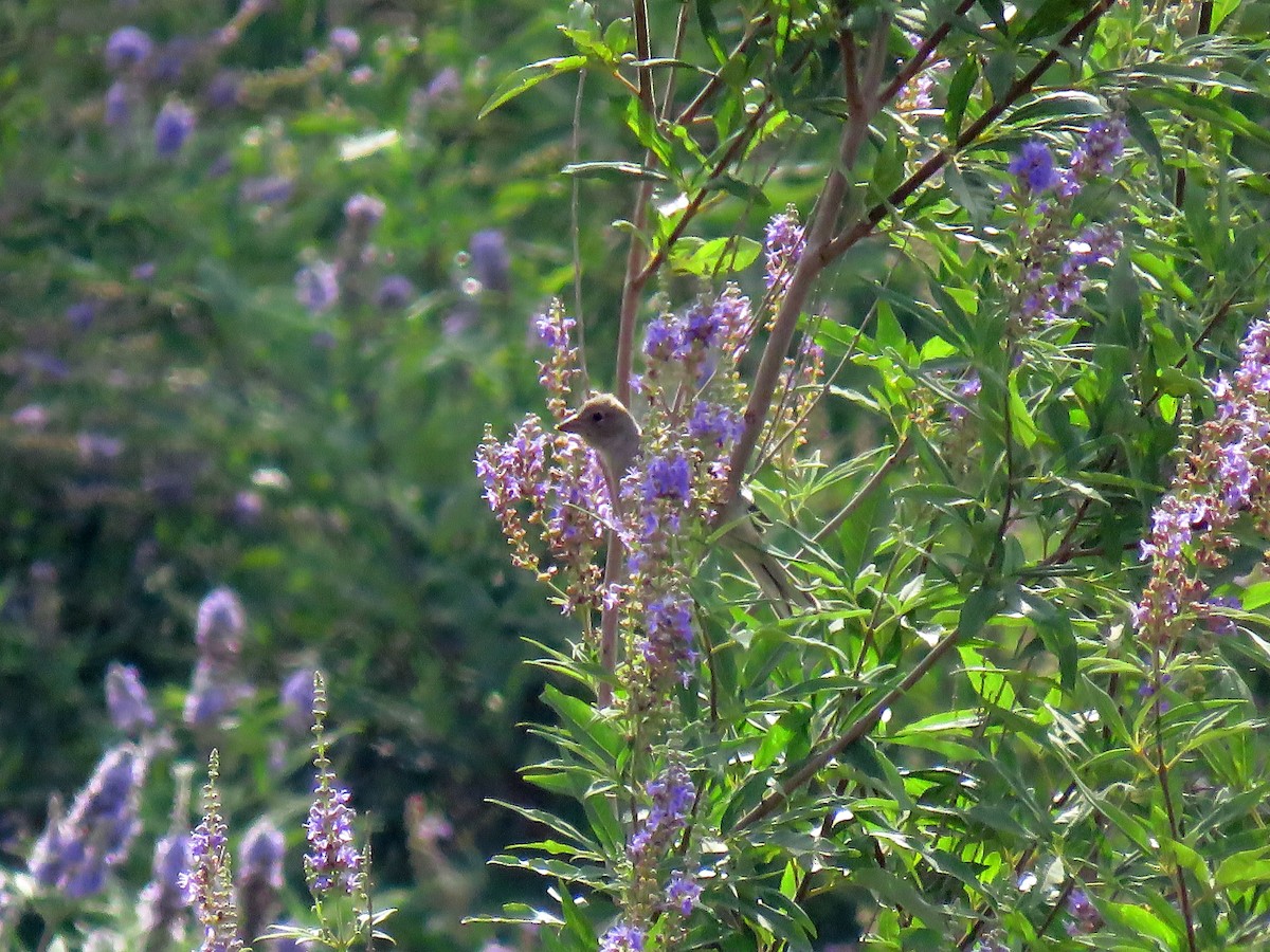 African Chaffinch (African) - ML638616801
