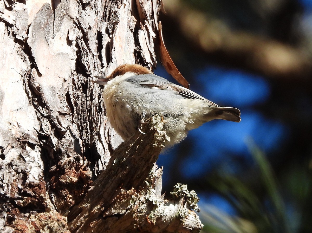 Brown-headed Nuthatch - ML638616811
